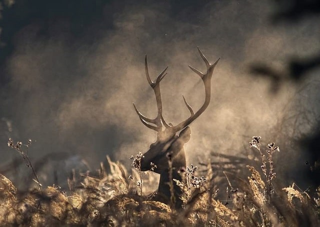 sulla copertina del libro Dolce, dolce terra c'è la foto di un cervo in mezzo a una radura