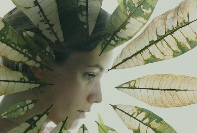 Sulla copertina de Il cuore della foresta di Amity Gaige c'è la foto del volto di una giovane donna, incorniciata da foglie