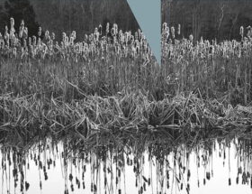 Sulla copertina de La terra d'inverno di Andrew Miller c'è una foto i bianco e nero che ritrae un canneto ai margini di un acquitrino