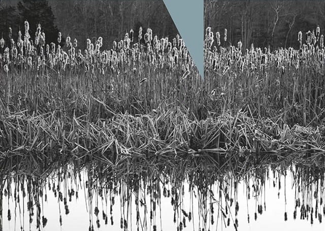 Sulla copertina de La terra d'inverno di Andrew Miller c'è una foto i bianco e nero che ritrae un canneto ai margini di un acquitrino