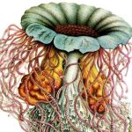 Il tempo delle tartarughe di Francesca Scotti