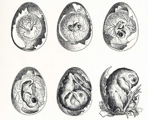 Gli occhi vuoti dei santi di Giorgio Ghiotti