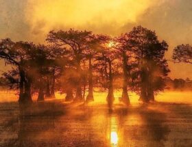 Sulla copertina di Robicheaux di James Lee Burke c'è la foto di un sole arancione che tramonta tra gli alberi