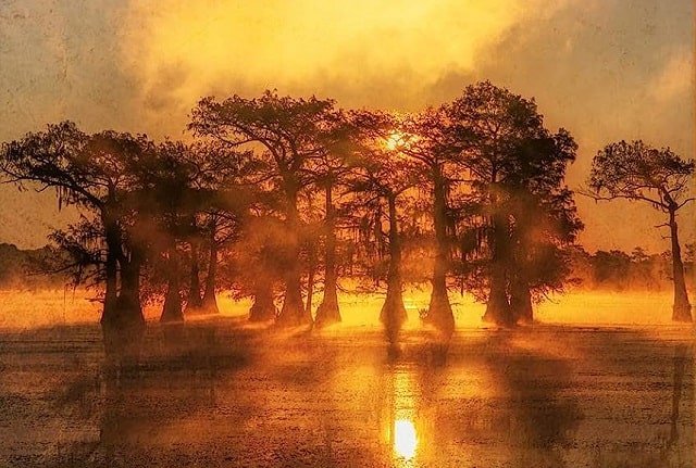 Sulla copertina di Robicheaux di James Lee Burke c'è la foto di un sole arancione che tramonta tra gli alberi