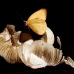 Le spose sepolte di Marilù Oliva