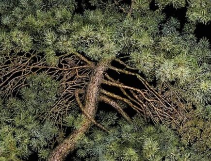 Sulla copertina de Il dio dei boschi di Liz Moore c'è la fotografia di un bellissimo e svettante ma non lineare cedro libanese