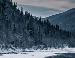 Sulla copertina de La vita delle rocce di Rick Bass c'è la fotografia di una foresta ghiacciata e un cervo che cammina sul fiume gelato