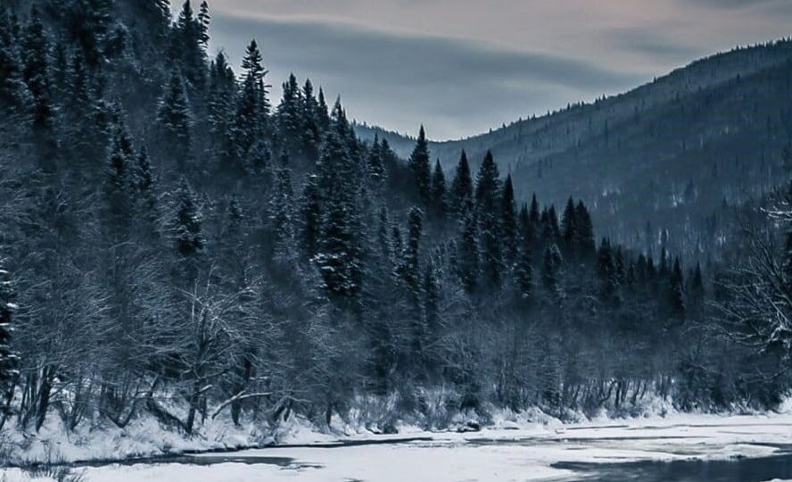 Sulla copertina de La vita delle rocce di Rick Bass c'è la fotografia di una foresta ghiacciata e un cervo che cammina sul fiume gelato