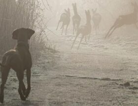 Sulla copertina di Alzarsi presto di Sandro Campani c'è un cane da caccia su un sentiero, che osserva un gruppo di cerbiatti fuggire nella nebbia