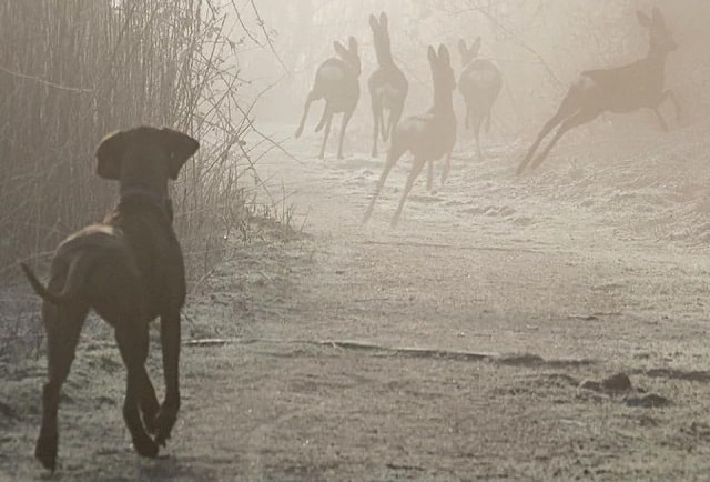 Sulla copertina di Alzarsi presto di Sandro Campani c'è un cane da caccia su un sentiero, che osserva un gruppo di cerbiatti fuggire nella nebbia
