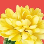 La felicità del cactus di Sarah Haywood