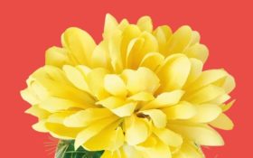 La felicità del cactus di Sarah Haywood