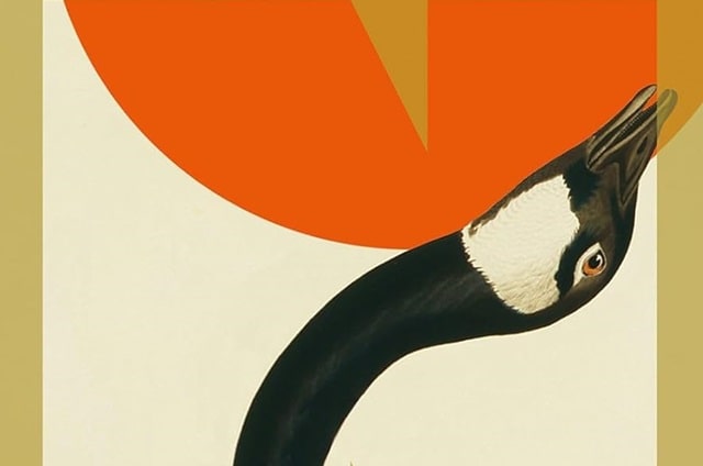 Sulla copertina de Il libro dell'oca di Yiyun Li c'è un disegno che riprende un'oca nera che allunga il collo verso il retro e un'altra oca che la osserva